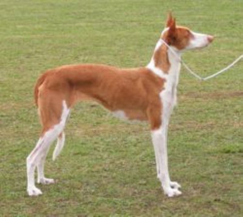 Podenco Ibicenco