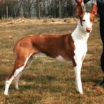 Podenco Ibicenco