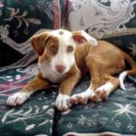 Podenco Ibicenco