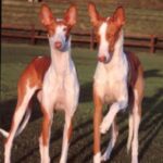 Podenco Ibicenco