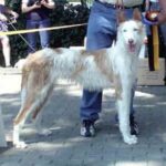 Podenco Ibicenco