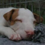 Podenco Ibicenco