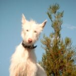 Podenco Ibicenco