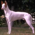 Podenco Ibicenco