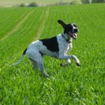 Pointer