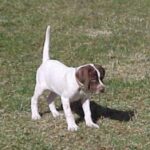 Pointer