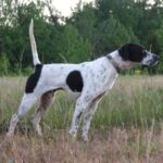 Pointer