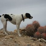 Pointer