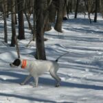 Pointer