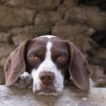 Pointer