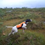 Norsk/Svensk pointer fra Snorre Nicolaisen.