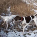 Pointer