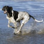 Pointer