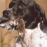Pointer