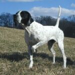 Pointer