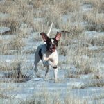 Pointer