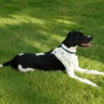 Pointer