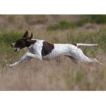 Pointer