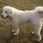 Polish Tatra Sheepdog