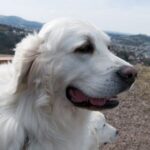 Polish Tatra Sheepdog