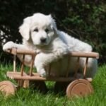 Polish Tatra Sheepdog