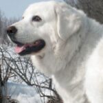 Polish Tatra Sheepdog