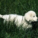 Polish Tatra Sheepdog