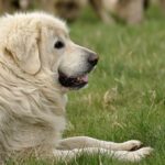 Polish Tatra Sheepdog