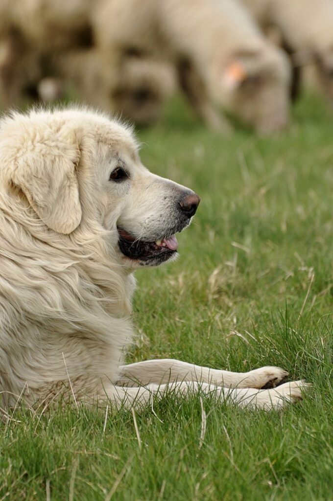 Polish Tatra Sheepdog