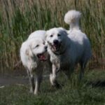 Polish Tatra Sheepdog