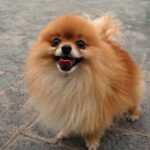 Pomeranian