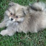 Pomeranian