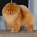 Pomeranian