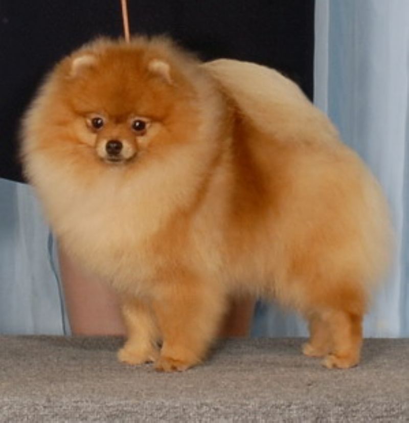 Pomeranian