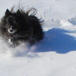 Pomeranian