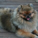 Bella Klein´s Pomeranian