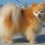 Pomeranian