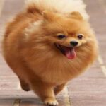 Pomeranian