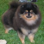 Pomeranian