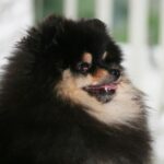 Bella Klein´s Pomeranian