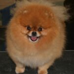 Pomeranian