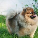Bella Klein´s Pomeranian