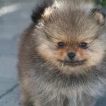 Bella Klein´s Pomeranian