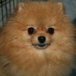 Bella Klein´s Pomeranian