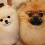 Bella Klein´s Pomeranian