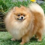 Pomeranian