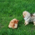 Bella Klein´s Pomeranian
