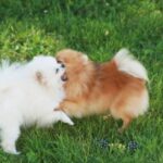 Bella Klein´s Pomeranian