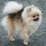 Bella Klein´s Pomeranian