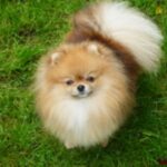 Bella Klein´s Pomeranian